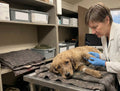Jasper's Wildfire Rescue