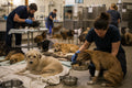 Support For Dogs