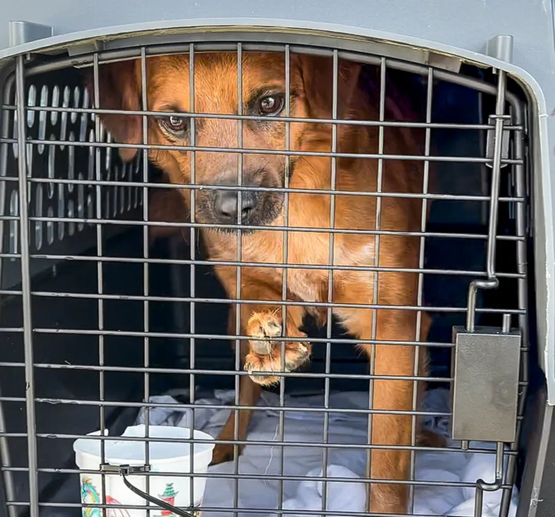 Help Fly Dogs To Freedom