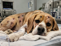 Support Justice for Bruno
